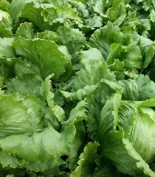 Насіння салату Мауглі, 1 кг (Moravoseed)