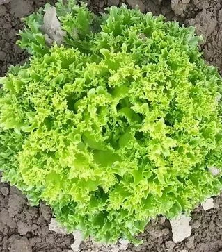 Насіння салату Рекорд, 1 кг (Moravoseed)