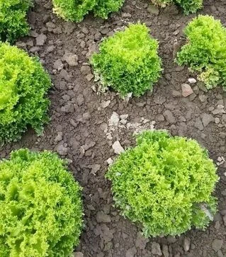 Насіння салату Рекорд, 1 кг (Moravoseed)