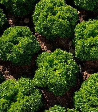 Насіння салату Лабіба, п.о. 5 тис. насінин (Enza Zaden)