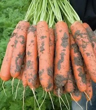 Семена моркови Нерак F1, п.е. 100 тыс. семян, 2,0-2,2 калибр (Bejo)