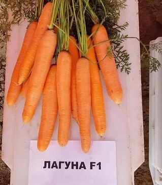 Семена моркови Лагуна F1, п.е. 100 тыс. семян (Nunhems)