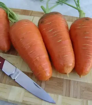 Семена моркови Катрин, 1 кг (Moravoseed)
