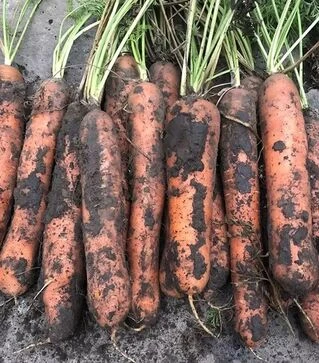 Семена моркови Ниндзя F1, п.е. 250 тыс. семян (Spark Seeds)