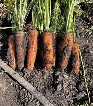 Семена моркови Централ F1, п.е. 250 тыс. семян (Spark Seeds)