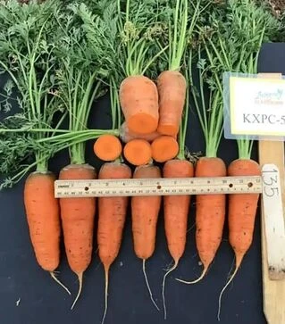 Семена моркови Керри F1, п.е. 100 тыс. семян (Innova Seeds)