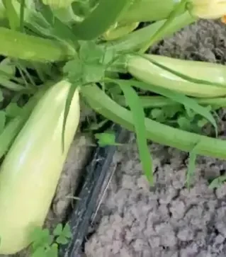 Насіння кабачка Теренум F1, п.о. 500 насінин (Spark Seeds)