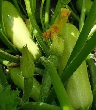 Насіння кабачка Ренді F1 (INX 5286), п.о. 500 насінин (Innova Seeds)