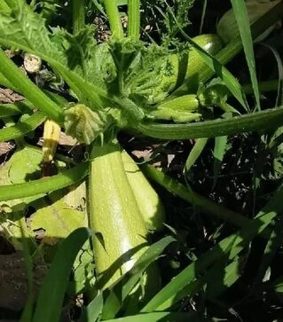 Насіння кабачка Ренді F1 (INX 5286), п.о. 500 насінин (Innova Seeds)