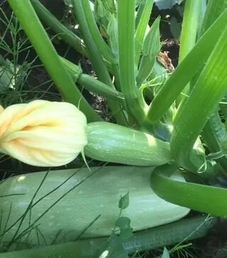 Насіння кабачка Ренді F1 (INX 5286), п.о. 500 насінин (Innova Seeds)