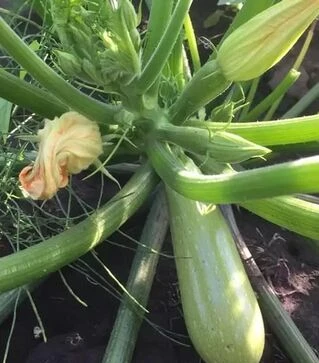 Насіння кабачка Ренді F1 (INX 5286), п.о. 500 насінин (Innova Seeds)