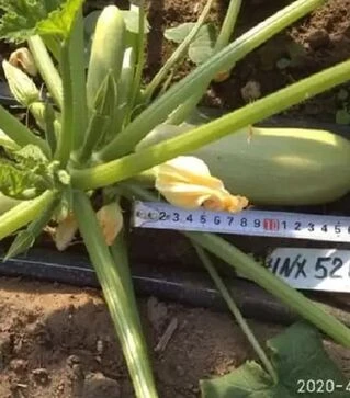 Насіння кабачка Ренді F1 (INX 5286), п.о. 500 насінин (Innova Seeds)