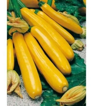 Семена кабачка Голдена, 100 г (Moravo Seed)