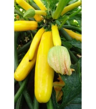 Семена кабачка Паладин F1, 1 кг (Moravo Seed)