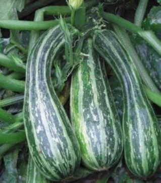Семена кабачка Тапир, 1 кг (Moravo Seed)