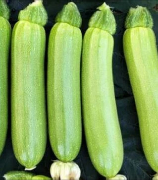 Семена кабачка Родан F1, п.о. 250 семян (Libra Seeds)