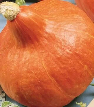Семена тыквы Ухики Кури, 1 кг (Moravoseed)