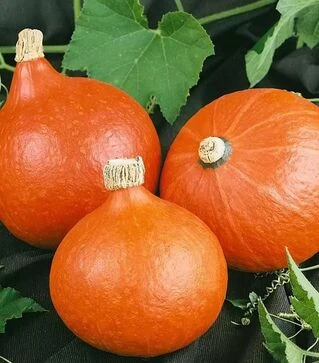 Семена тыквы Хоккайдо Оранжевый, 200 г (Semo)