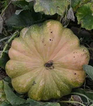 Насіння гарбузу Вест, 500 г (Lark Seeds)