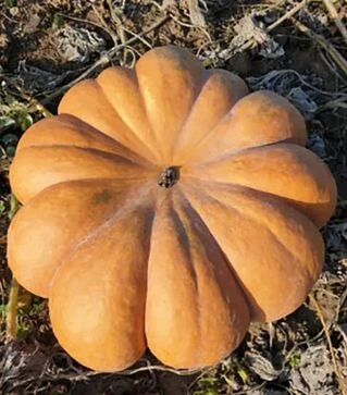 Насіння гарбузу Вест, 500 г (Lark Seeds)