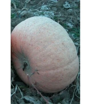 Семена тыквы Велтруска Обровская, 1 кг (Moravo Seed)