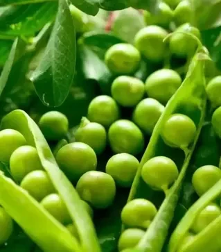 Семена гороха Вальверде, п.е. 100 тыс. семян (Syngenta)