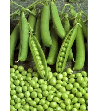 Насіння гороху Продіджі, п.о. 2,5 тис. насінин (Spark Seeds)