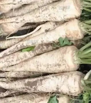 Насіння пастернаку Біла перлина, 500 г (Agri Saaten)