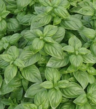 Насіння базиліку Ізумруд, 50 г (Itall-Flora)