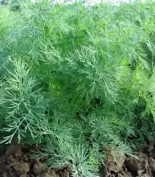 Насіння кропу Олівер, 1 кг (Moravoseed)