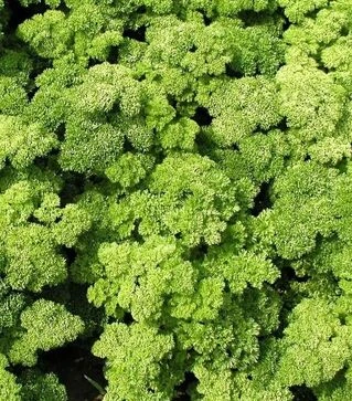 Насіння петрушки Кадерва, 250 г (Semo)