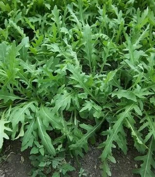 Семена рукколы Рокет, 1 кг (Moravoseed)