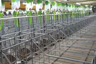 Станок для осіменіння з коритом