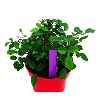 Етикетки-кілочки Becker PET-R, фіолетові, 100 шт