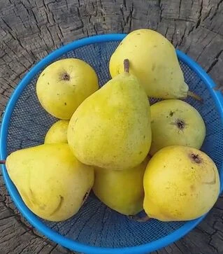 Саджанець груші Етюд ЗКС 2р
