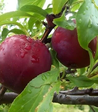 Саджанець сливи Геркулес ЗКС 2р