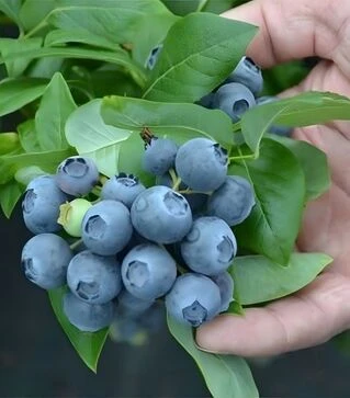 Саджанець лохини Спартан ЗКС 3р 3л