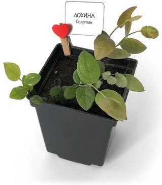 Саджанець лохини Спартан ЗКС 1р 0,5л
