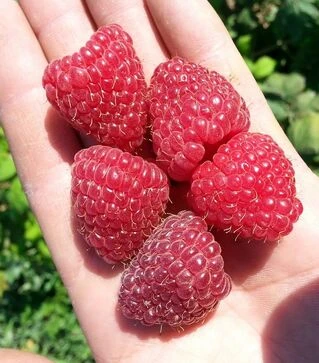 Саджанець малини Ляшка ЗКС 2р 1,5л