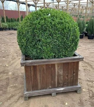 Саджанець самшиту вічнозеленого Куля Екстра ЗКС Woodenbox 1000 d100-120