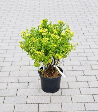 Саженец лапчатки кустарниковой Кобольд ЗКС 5л h40-45