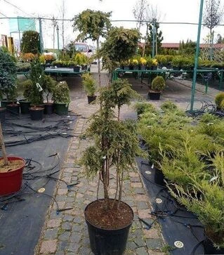 Саженец можжевельника обыкновенного Грин Карпет мультиштамб ЗКС 30л sh100-125