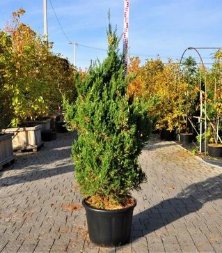 Саженец можжевельника китайского Стрикта Вариегата ЗКС 80л h120-140