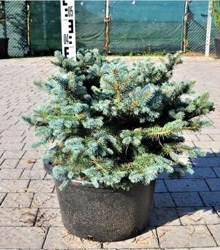 Саджанець ялини колючої Глаука Глобоса ЗКС 45л h50-60