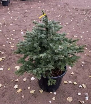 Саженец ели колючей Глаука Мисти Блю ЗКС 80л h120-140