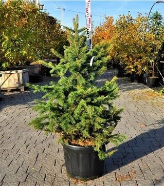 Саженец ели колючей ЗКС 100л h100-120