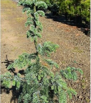 Саженец ели сербской Блю Скай ЗКС 5л h100-120