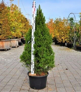 Саджанець ялини канадської Коніка ЗКС 45л h100-120