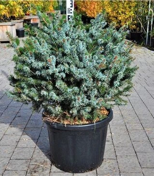 Саджанець ялини колючої Глаука Глобоса ЗКС 80л h60-80
