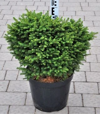 Саджанець ялини сербської Карел ЗКС 40л h40-60